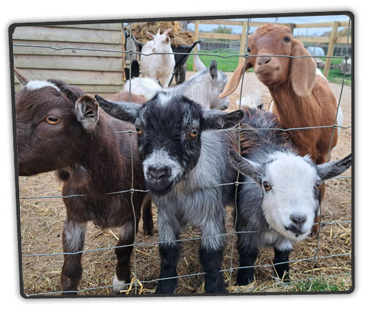 goats